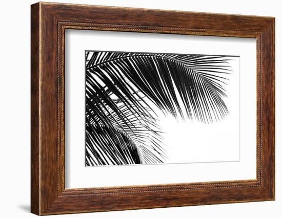 Palms, no. 11-Jamie Kingham-Framed Giclee Print