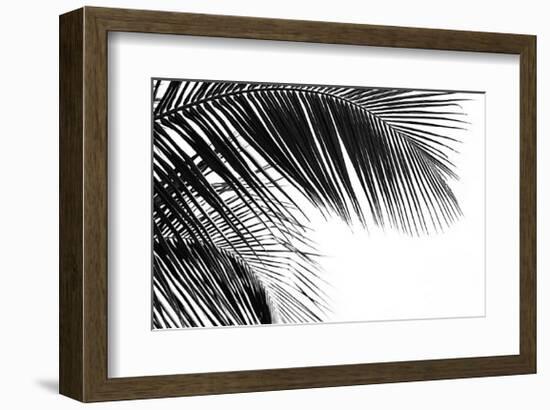 Palms, no. 11-Jamie Kingham-Framed Giclee Print