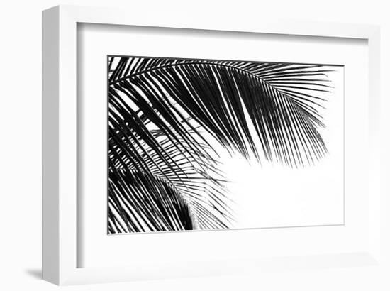 Palms, no. 11-Jamie Kingham-Framed Giclee Print