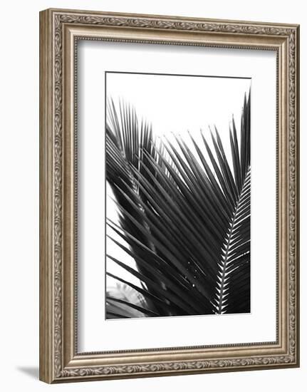 Palms, no. 12-Jamie Kingham-Framed Giclee Print