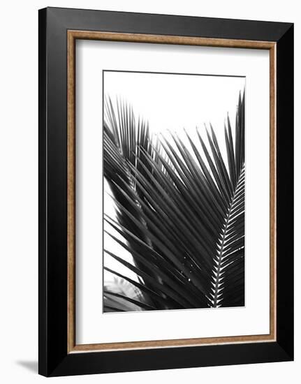 Palms, no. 12-Jamie Kingham-Framed Giclee Print