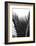 Palms, no. 12-Jamie Kingham-Framed Giclee Print