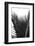 Palms, no. 12-Jamie Kingham-Framed Giclee Print