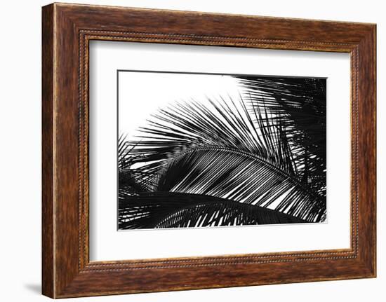 Palms, no. 13-Jamie Kingham-Framed Giclee Print