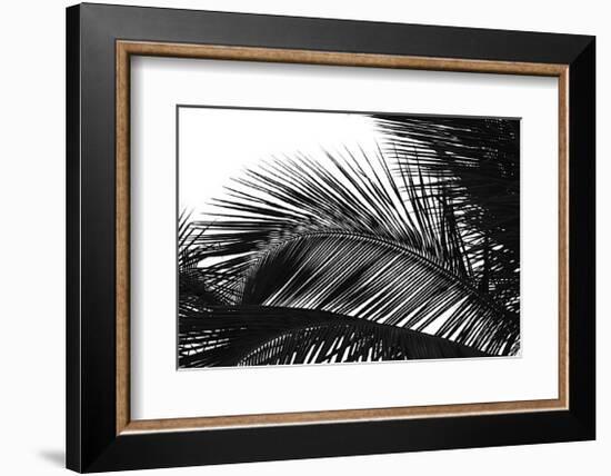 Palms, no. 13-Jamie Kingham-Framed Giclee Print