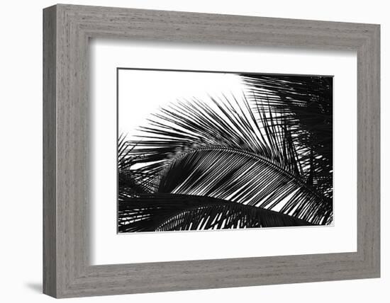 Palms, no. 13-Jamie Kingham-Framed Giclee Print