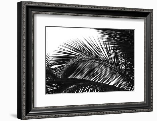 Palms, no. 13-Jamie Kingham-Framed Giclee Print