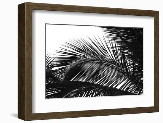 Palms, no. 13-Jamie Kingham-Framed Giclee Print