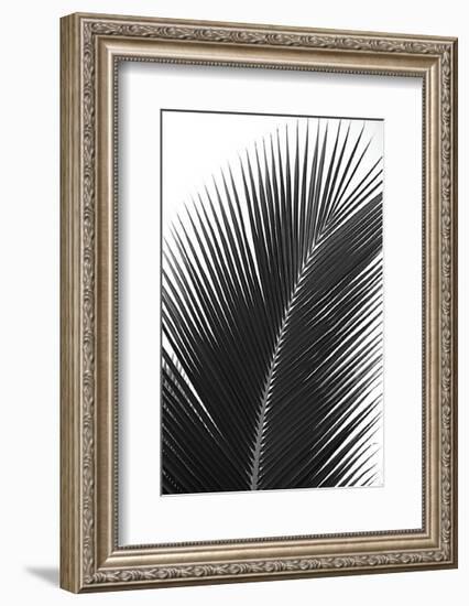 Palms, no. 14-Jamie Kingham-Framed Giclee Print