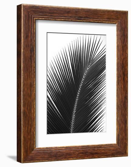 Palms, no. 14-Jamie Kingham-Framed Giclee Print