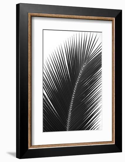 Palms, no. 14-Jamie Kingham-Framed Giclee Print