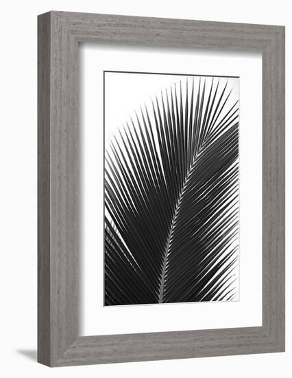 Palms, no. 14-Jamie Kingham-Framed Giclee Print