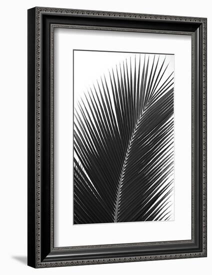 Palms, no. 14-Jamie Kingham-Framed Giclee Print