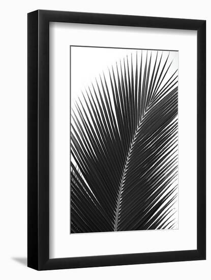 Palms, no. 14-Jamie Kingham-Framed Giclee Print