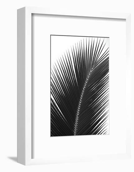 Palms, no. 14-Jamie Kingham-Framed Giclee Print