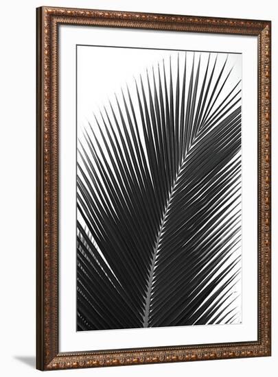 Palms, no. 14-Jamie Kingham-Framed Giclee Print