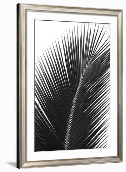 Palms, no. 14-Jamie Kingham-Framed Giclee Print