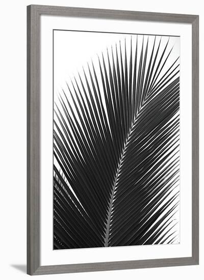 Palms, no. 14-Jamie Kingham-Framed Giclee Print