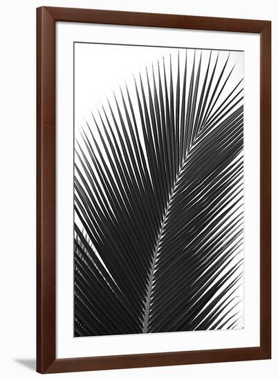 Palms, no. 14-Jamie Kingham-Framed Giclee Print