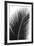 Palms, no. 14-Jamie Kingham-Framed Giclee Print