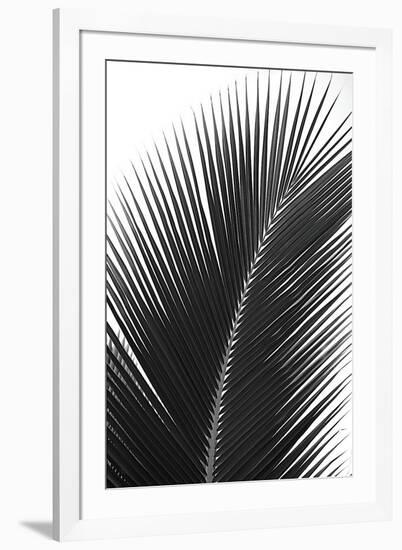 Palms, no. 14-Jamie Kingham-Framed Giclee Print