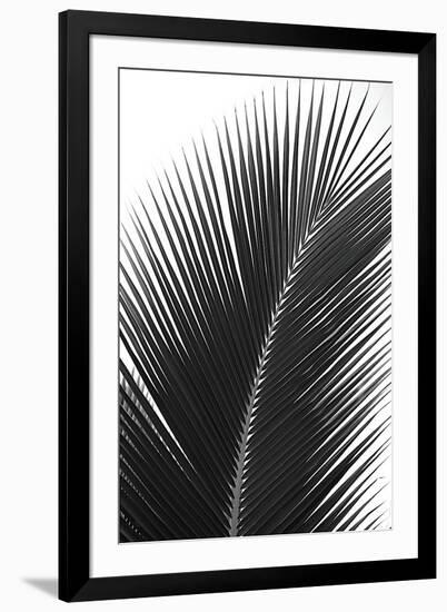 Palms, no. 14-Jamie Kingham-Framed Giclee Print