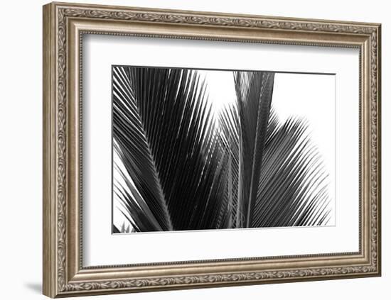 Palms, no. 15-Jamie Kingham-Framed Giclee Print