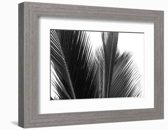 Palms, no. 15-Jamie Kingham-Framed Giclee Print