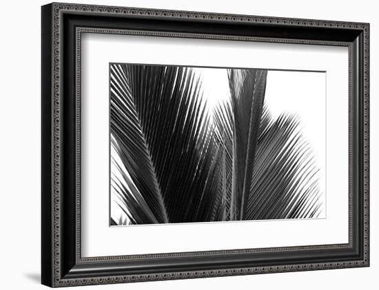 Palms, no. 15-Jamie Kingham-Framed Giclee Print