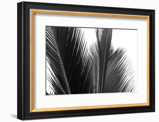 Palms, no. 15-Jamie Kingham-Framed Giclee Print