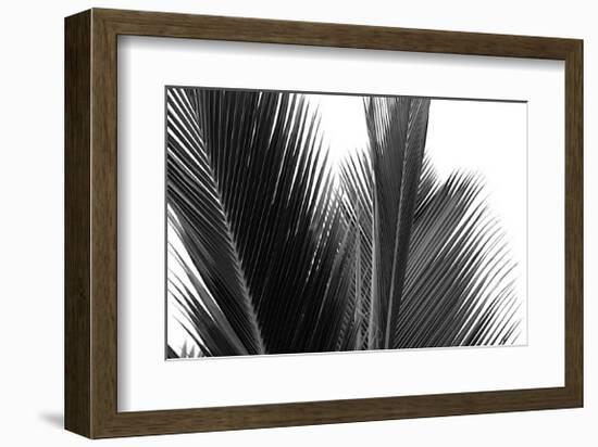 Palms, no. 15-Jamie Kingham-Framed Giclee Print