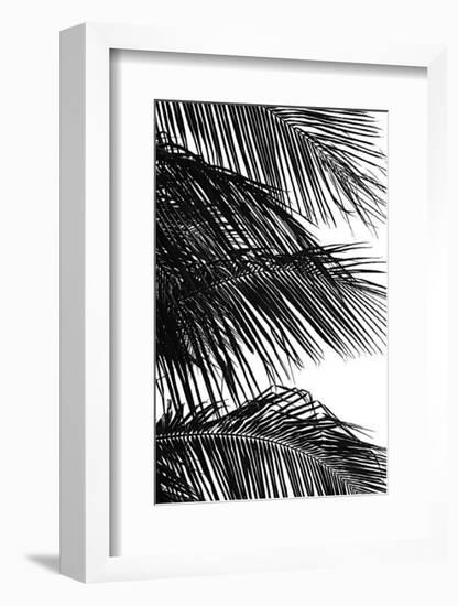 Palms, no. 4-Jamie Kingham-Framed Giclee Print