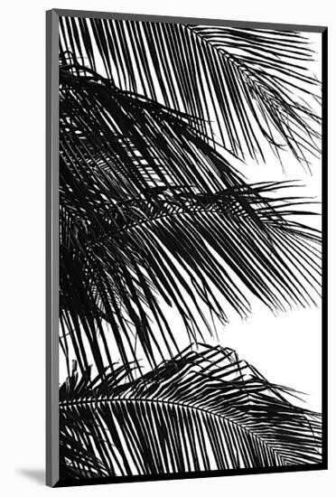 Palms, no. 4-Jamie Kingham-Mounted Giclee Print