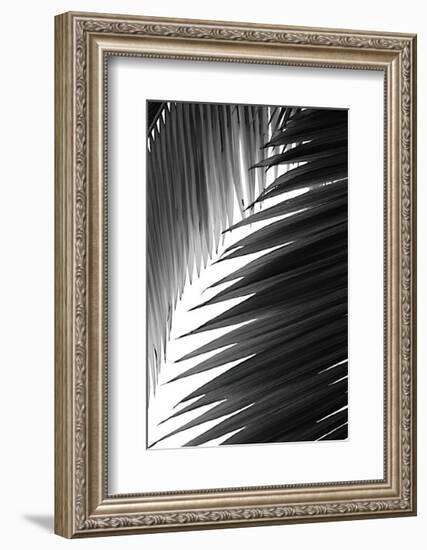 Palms, no. 6-Jamie Kingham-Framed Giclee Print
