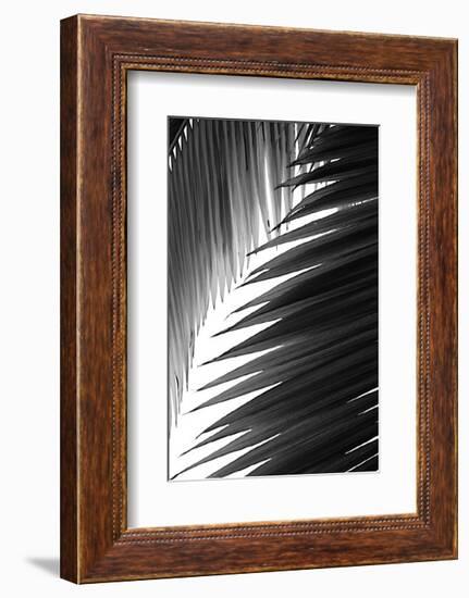 Palms, no. 6-Jamie Kingham-Framed Giclee Print