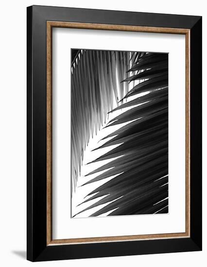 Palms, no. 6-Jamie Kingham-Framed Giclee Print