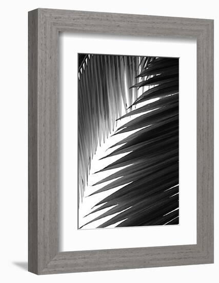 Palms, no. 6-Jamie Kingham-Framed Giclee Print