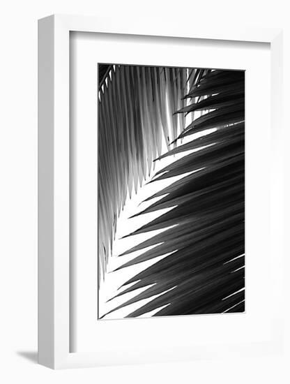 Palms, no. 6-Jamie Kingham-Framed Giclee Print