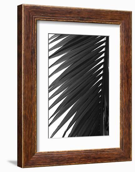 Palms, no. 7-Jamie Kingham-Framed Giclee Print