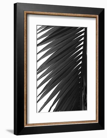 Palms, no. 7-Jamie Kingham-Framed Giclee Print