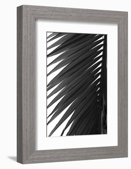 Palms, no. 7-Jamie Kingham-Framed Giclee Print