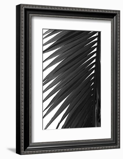 Palms, no. 7-Jamie Kingham-Framed Giclee Print
