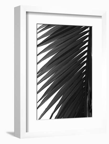 Palms, no. 7-Jamie Kingham-Framed Giclee Print