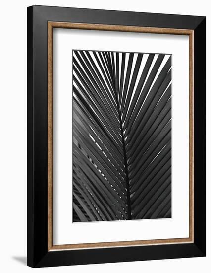 Palms, no. 9-Jamie Kingham-Framed Giclee Print