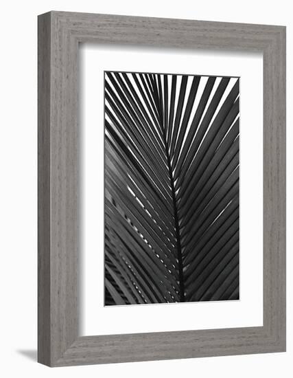 Palms, no. 9-Jamie Kingham-Framed Giclee Print