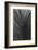 Palms, no. 9-Jamie Kingham-Framed Giclee Print