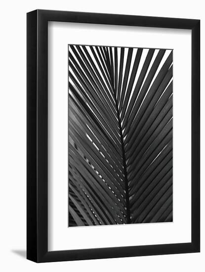 Palms, no. 9-Jamie Kingham-Framed Giclee Print