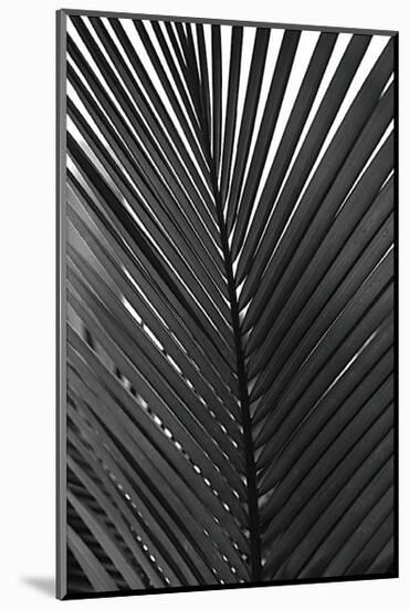 Palms, no. 9-Jamie Kingham-Mounted Giclee Print