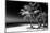 Palms on a White Sand Beach in Key West - Florida-Philippe Hugonnard-Mounted Photographic Print