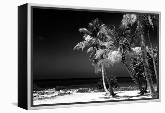 Palms on a White Sand Beach in Key West - Florida-Philippe Hugonnard-Framed Premier Image Canvas